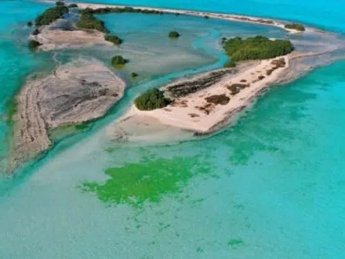 Tortugas marinas raras y otros animales salvajes que viven felices en los atolones del Golfo Pérsico 1 Tortugas marinas raras y otros animales salvajes que viven felices en los atolones del Golfo Pérsico