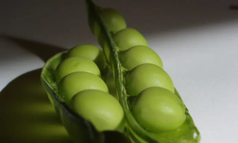 Un nuevo tipo de energía solar a partir de guisantes comunes 1 pea pod solar energy