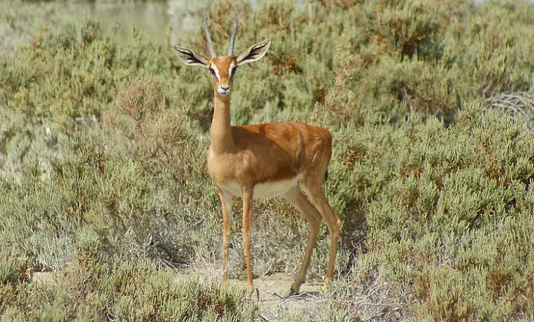 ¿Boicotear el vino hasta que la viña deje de ser una trampa mortal para animales? 1 Judean Hills Wineries