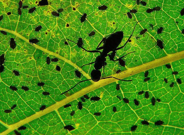 ¿Demasiado caliente para manejar?Los mamíferos usan la respiración para dispersar plagas 1 aphids-eat-leaf