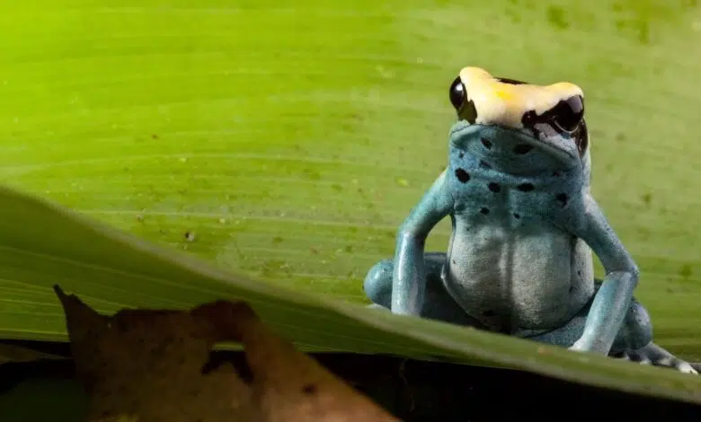 ¿Por qué hay tanta biodiversidad en los trópicos? 1 A poison frog (Dendrobates tinctorius) sits on a leaf in the tropical rainforest. It