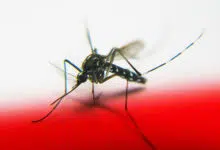 ¿Preocupado por los mosquitos? Blog de Greenopolis para ayudar