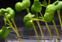 ¿Pueden los cultivos alimentarios crecer en la oscuridad? Los científicos están trabajando en cómo hacerlo.