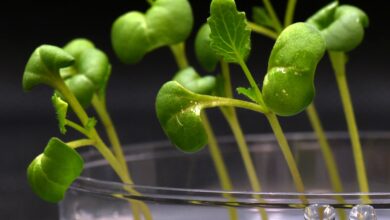 ¿Pueden los cultivos alimentarios crecer en la oscuridad? Los científicos están trabajando en cómo hacerlo.