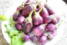 image-baby-eggplants