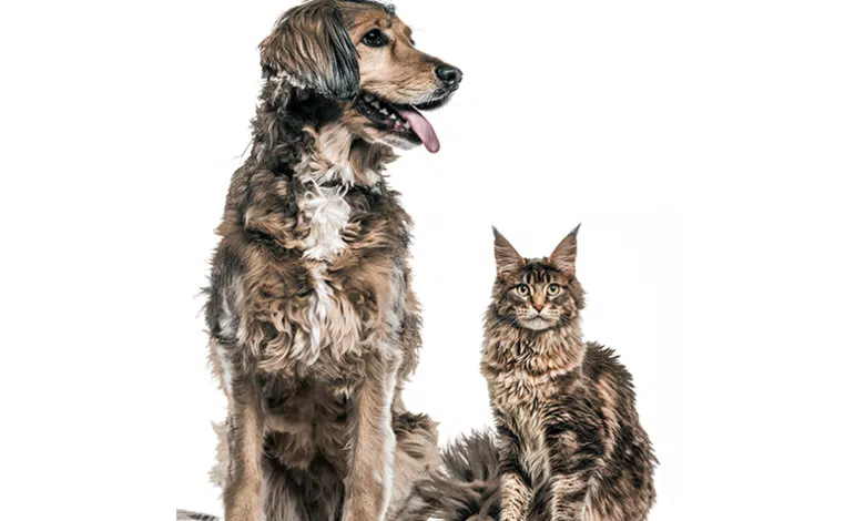 Los perros tienen más neuronas que los gatos 1 Los perros tienen más neuronas que los gatos