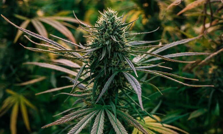 5 maneras sorprendentes en que el cannabis está ayudando al planeta 1 5 maneras sorprendentes en que el cannabis está ayudando al planeta