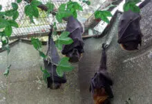 bats bunker israel jordan idf photo hanging bat