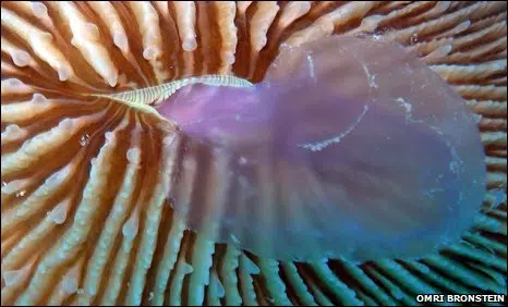 Corales comedores de medusas: ¿una estrategia para combatir el cambio climático? 1 "help;! I