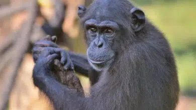 Descubrimiento de patógeno que mata a chimpancés en peligro de extinción: ¿es una amenaza para los humanos?