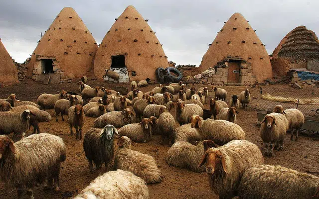 Edificios ecológicos de nido de abeja en Siria - Green Prophet 1 Edificios ecológicos de nido de abeja en Siria - Green Prophet