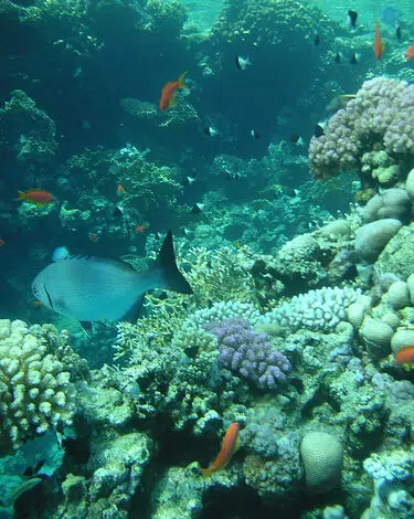 Egipto intenta atraer a los ecoturistas a Sharm el-Sheikh con la promesa de neutralidad en carbono 1 Egipto intenta atraer a los ecoturistas a Sharm el-Sheikh con la promesa de neutralidad en carbono