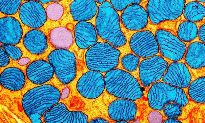 El ADN arrojado al cerebro puede provocar estrés y depresión 1 El ADN arrojado al cerebro puede provocar estrés y depresión