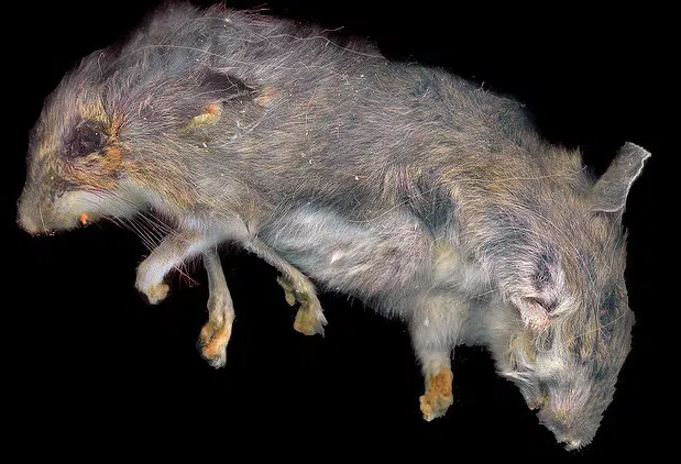 El asbesto causa ratones mutantes en Israel 1 mutant mice heads