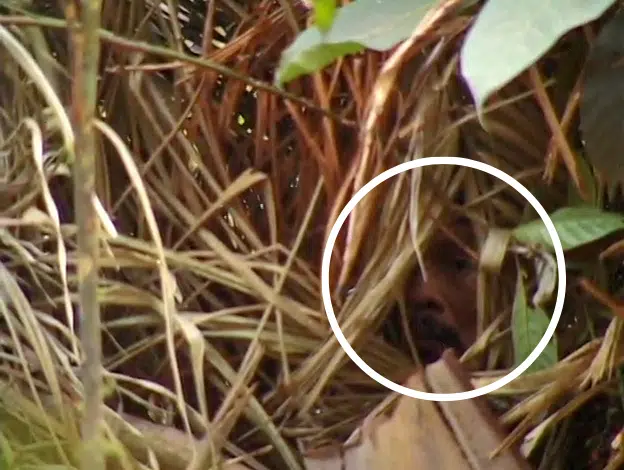 El último miembro de la tribu intacta 'Man in the Hole' muere en el Amazonas 1 The