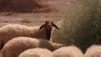 La historia de un granjero sobre el pastoreo de ovejas de forma natural de The Jericho Date Company 8 sheep-jericho