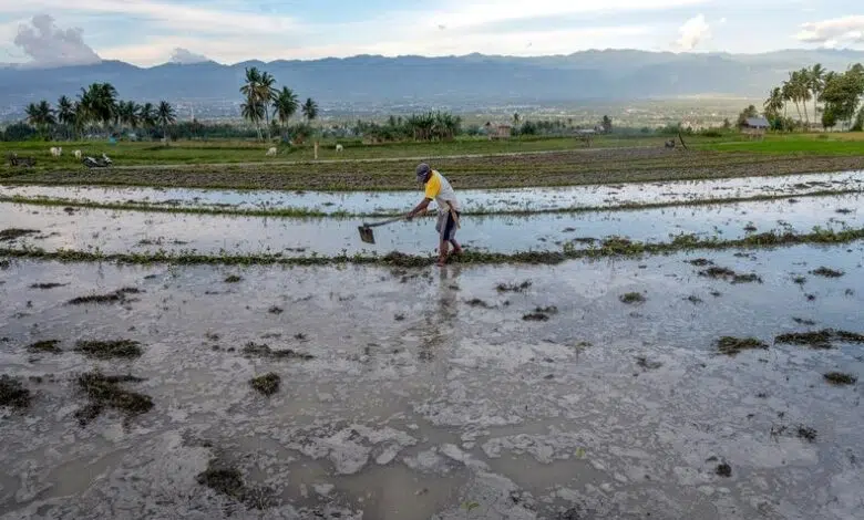 Llamada de atención: el cambio climático amenaza el cultivo de arroz 1 Llamada de atención: el cambio climático amenaza el cultivo de arroz
