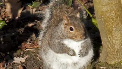 Los animales luchan contra el cambio climático en la mesa 9 fat squirrel global warming eating photo