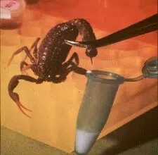 scorpion venom pesticide