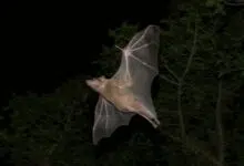 Los murciélagos 'sonares' egipcios tienen un papel ambiental muy positivo