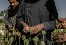Los paneles solares impulsan el comercio de opio en Afganistán