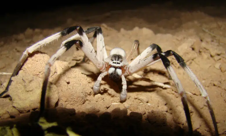 Nueva araña con 'patas largas' encontrada en el desierto más grande de Oriente Medio, Samar 1 new middle east spider