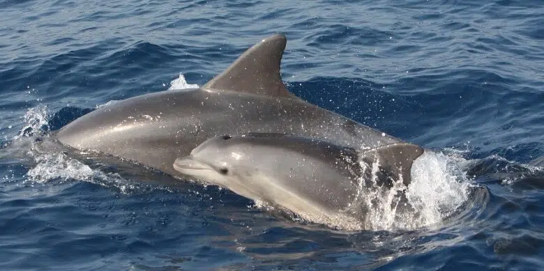 Pesca comercial de delfines en peligro de extinción en el Mediterráneo 1 dolphin swimming israel coast