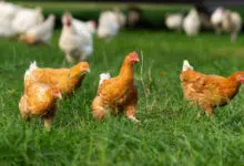 República Checa ordena que las aves de corral permanezcan bajo techo debido a la gripe aviar