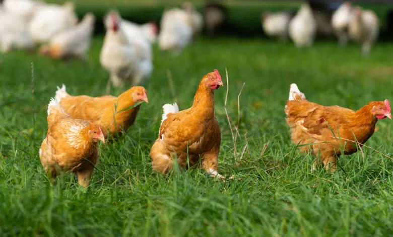República Checa ordena que las aves de corral permanezcan bajo techo debido a la gripe aviar 1 República Checa ordena que las aves de corral permanezcan bajo techo debido a la gripe aviar