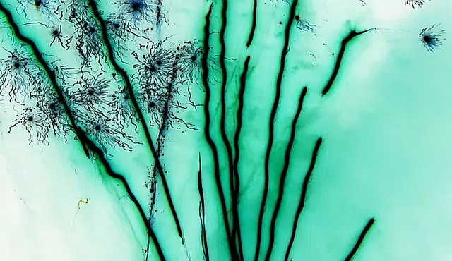 Semillas de alholva vinculadas al brote de E. coli 1 egypt, agriculture, E. coli