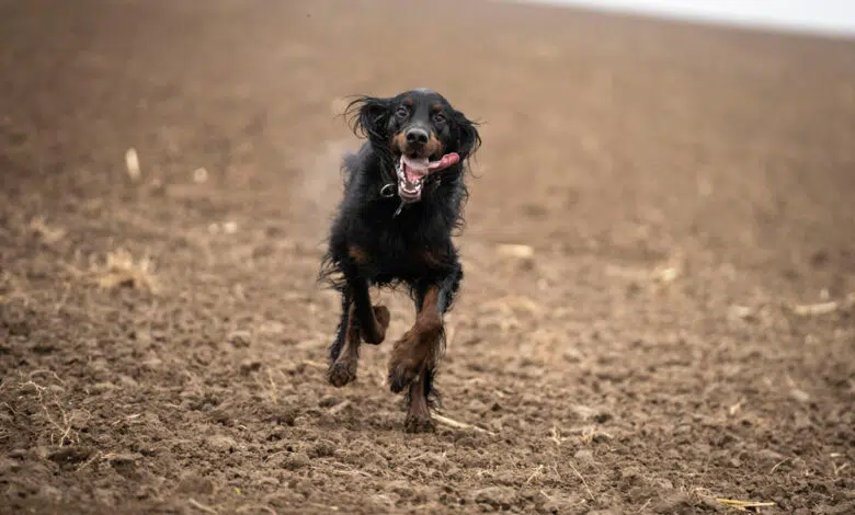 Tener mascotas pronto será castigado por la ley en Irán 1 Tener mascotas pronto será castigado por la ley en Irán