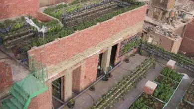 vertical farming, urban agriculture, Cairo, permaculture
