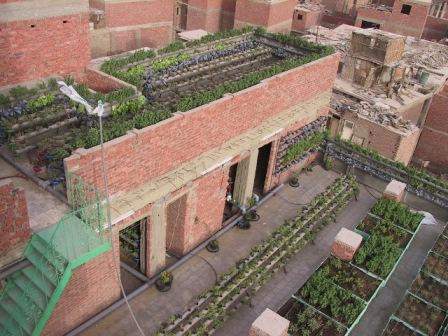 ¡El movimiento de agricultura urbana en Egipto está en aumento! 1 vertical farming, urban agriculture, Cairo, permaculture