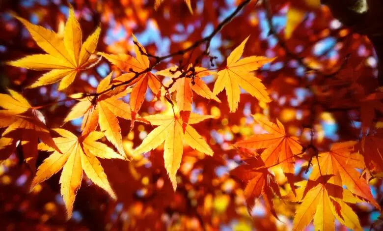 ¿Por qué el equinoccio de otoño no es el mismo día todos los años? 1 The fall equinox arrives on Sept. 22, 2022, at 9:04 P.M. EDT in the Northern Hemisphere. The equinox occurs at the same moment worldwide.