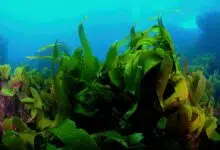 Underwater kelp forest (ocean forest)