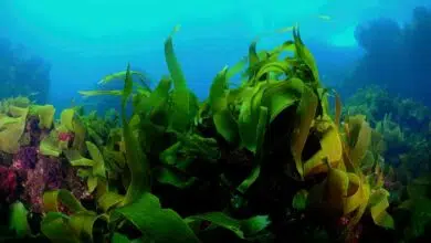 ¿Alguna vez has oído hablar de Ocean Forest?Son más grandes que Amazon y más productivos de lo que pensábamos 1 Underwater kelp forest (ocean forest)