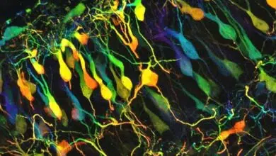 Neurociencia en galerías - Scientific American Blog Network