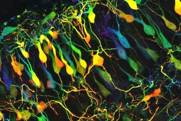 Neurociencia en galerías - Noticias-Hoy Blog Network 1 Neurociencia en galerías - Scientific American Blog Network