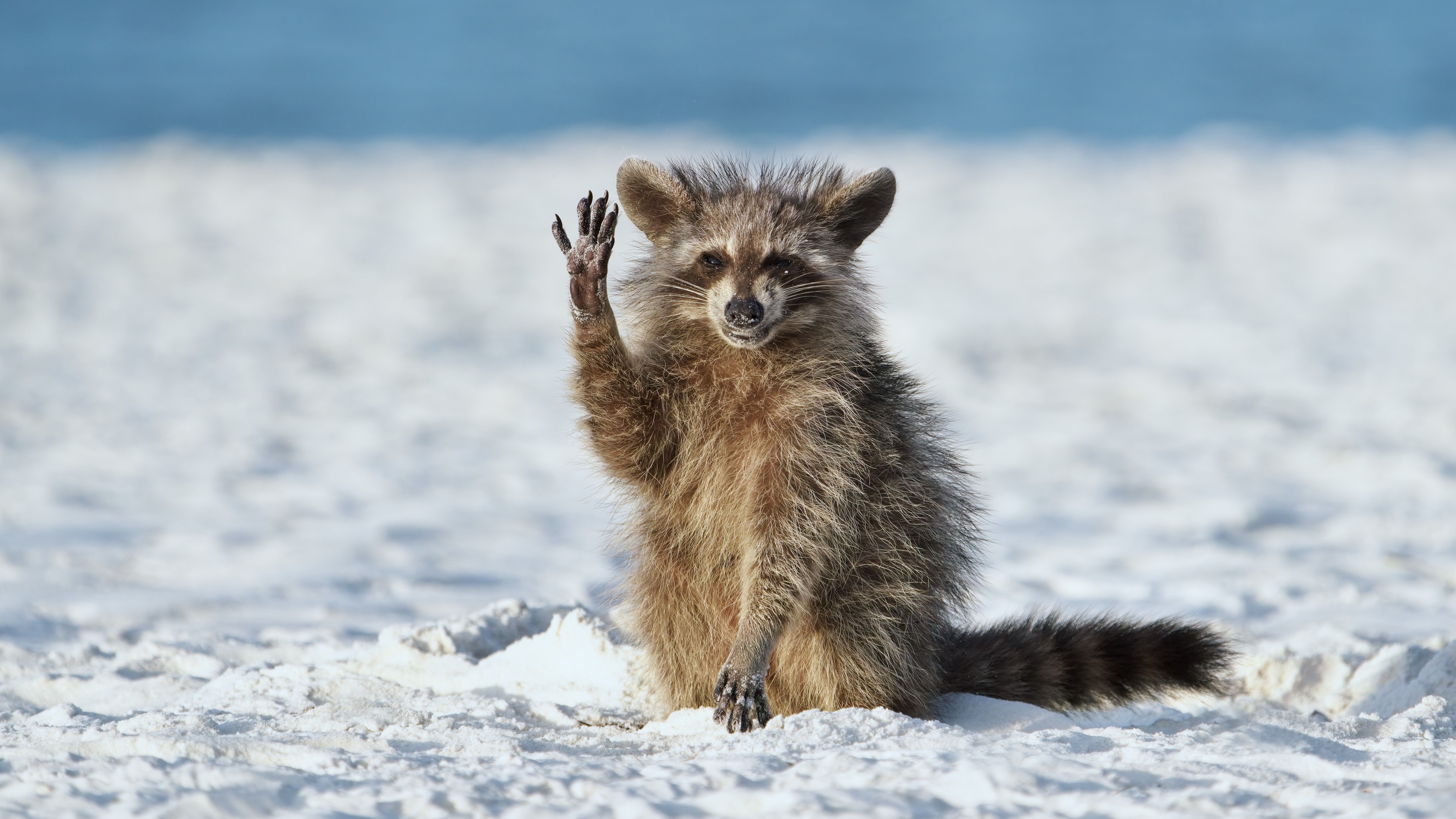 Monos chillones, pingüinos 'sin cabeza' y cebras plantadas en la cara se llevan los máximos honores en los Comedy Wildlife Awards 2023 4 Un mapache levanta una pata a modo de saludo en una playa de arena blanca.