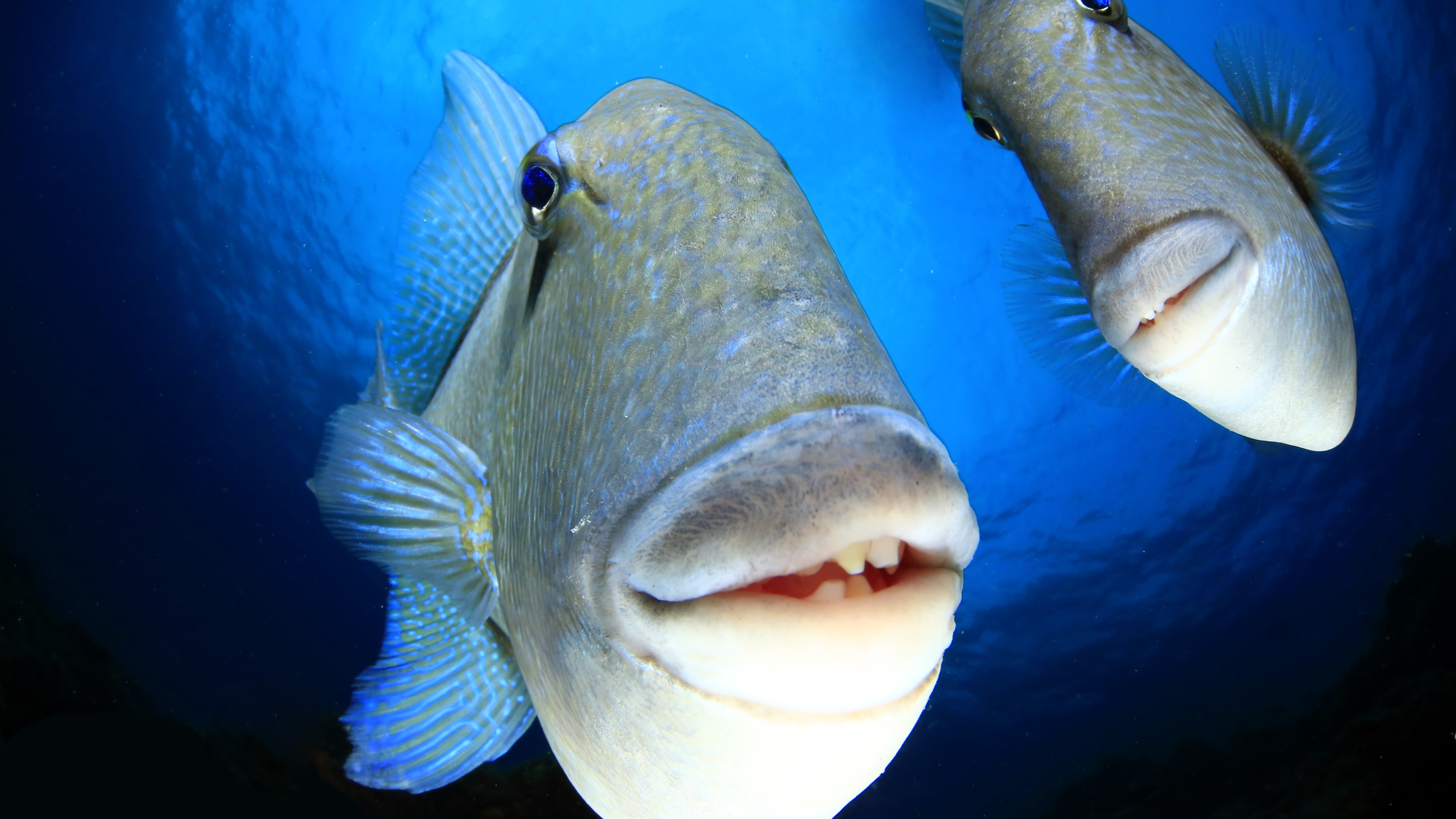 Monos chillones, pingüinos 'sin cabeza' y cebras plantadas en la cara se llevan los máximos honores en los Comedy Wildlife Awards 2023 5 Un ballesta gris (Ballistes capriscus) mira fijamente a la cámara.