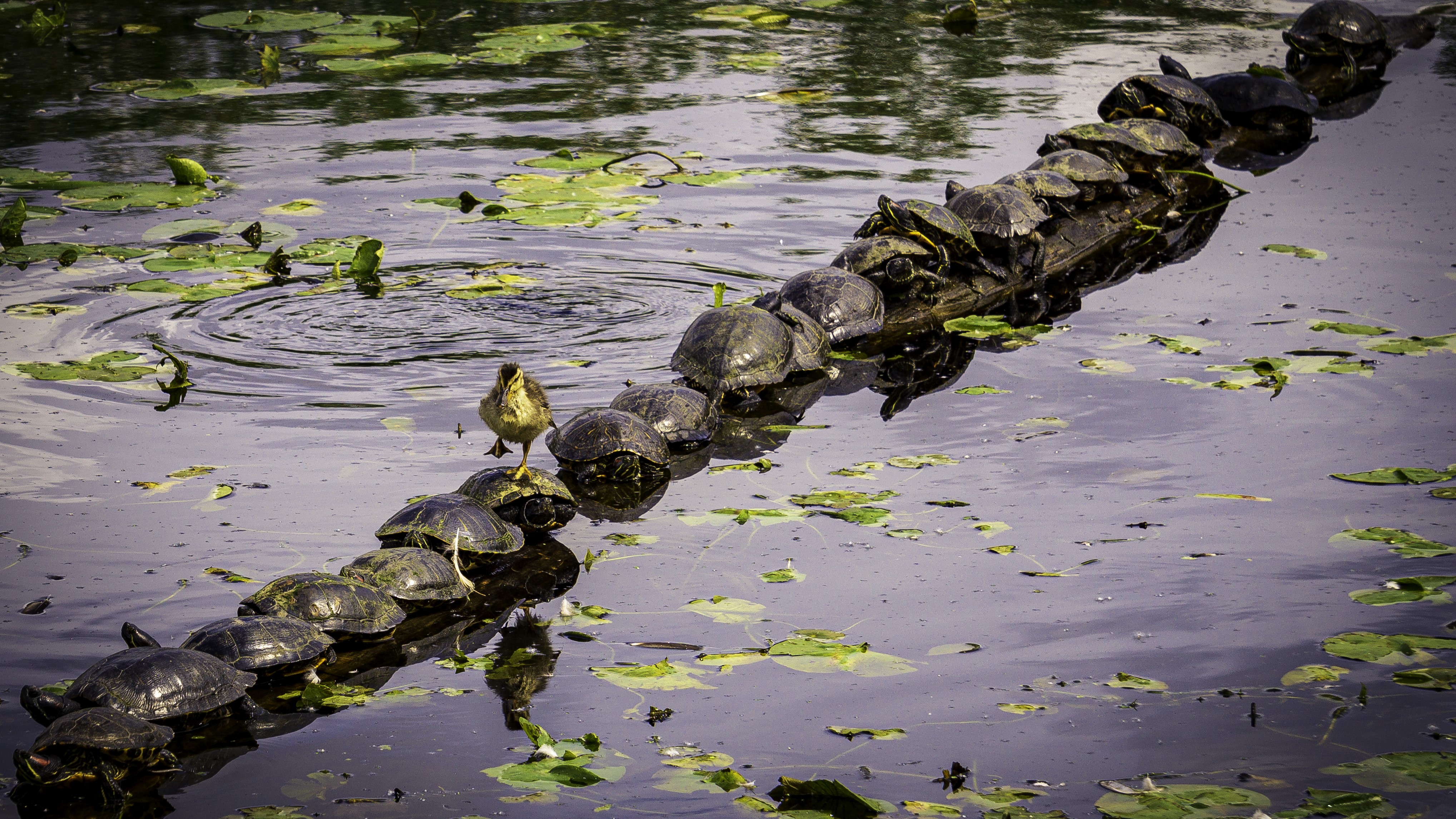 Monos chillones, pingüinos 'sin cabeza' y cebras plantadas en la cara se llevan los máximos honores en los Comedy Wildlife Awards 2023 9 Un patito pasa junto a una hilera de tortugas posadas en un tronco.