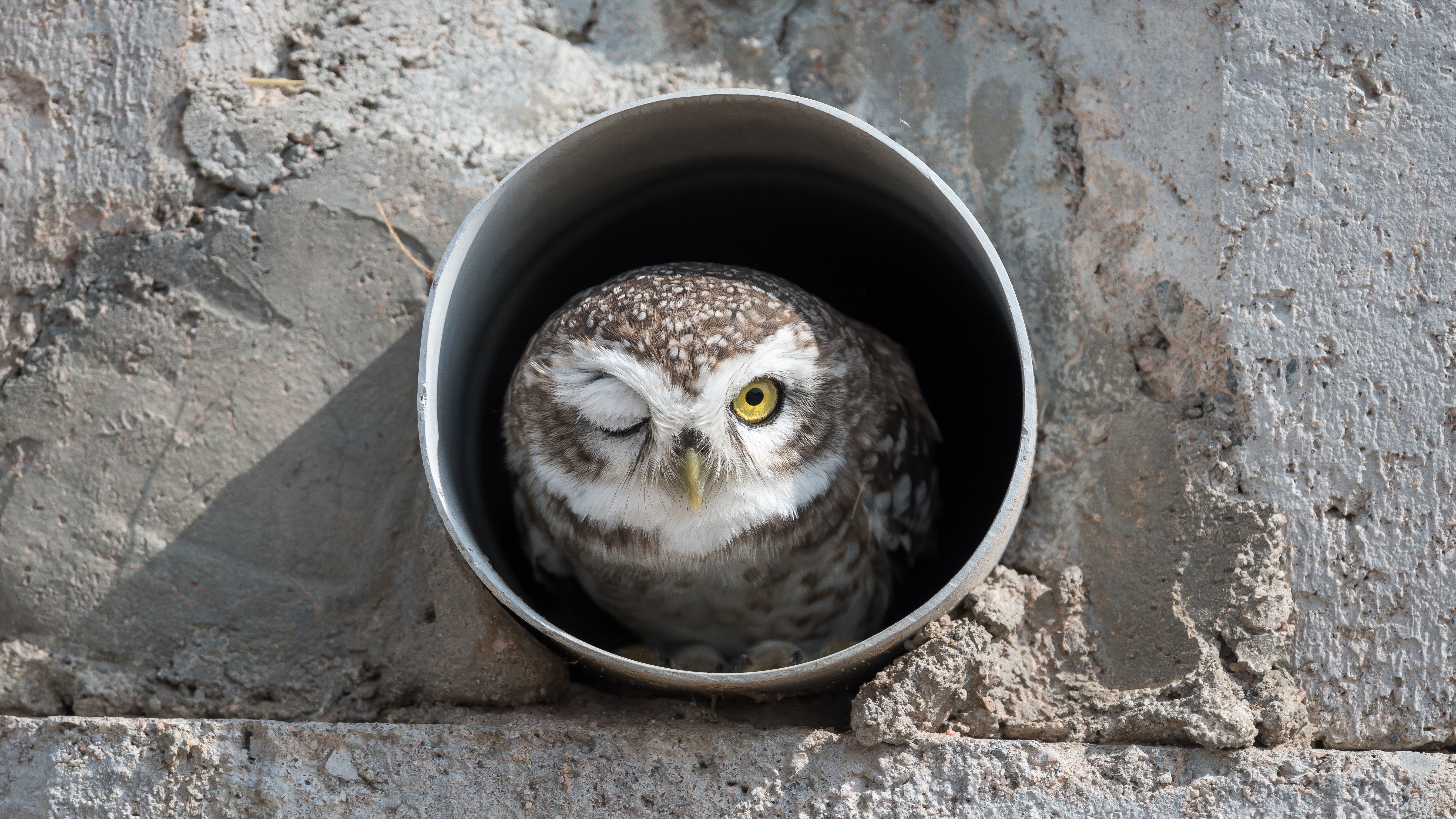 Monos chillones, pingüinos 'sin cabeza' y cebras plantadas en la cara se llevan los máximos honores en los Comedy Wildlife Awards 2023 10 Un búho mira a través de una tubería en Bikaner, India.