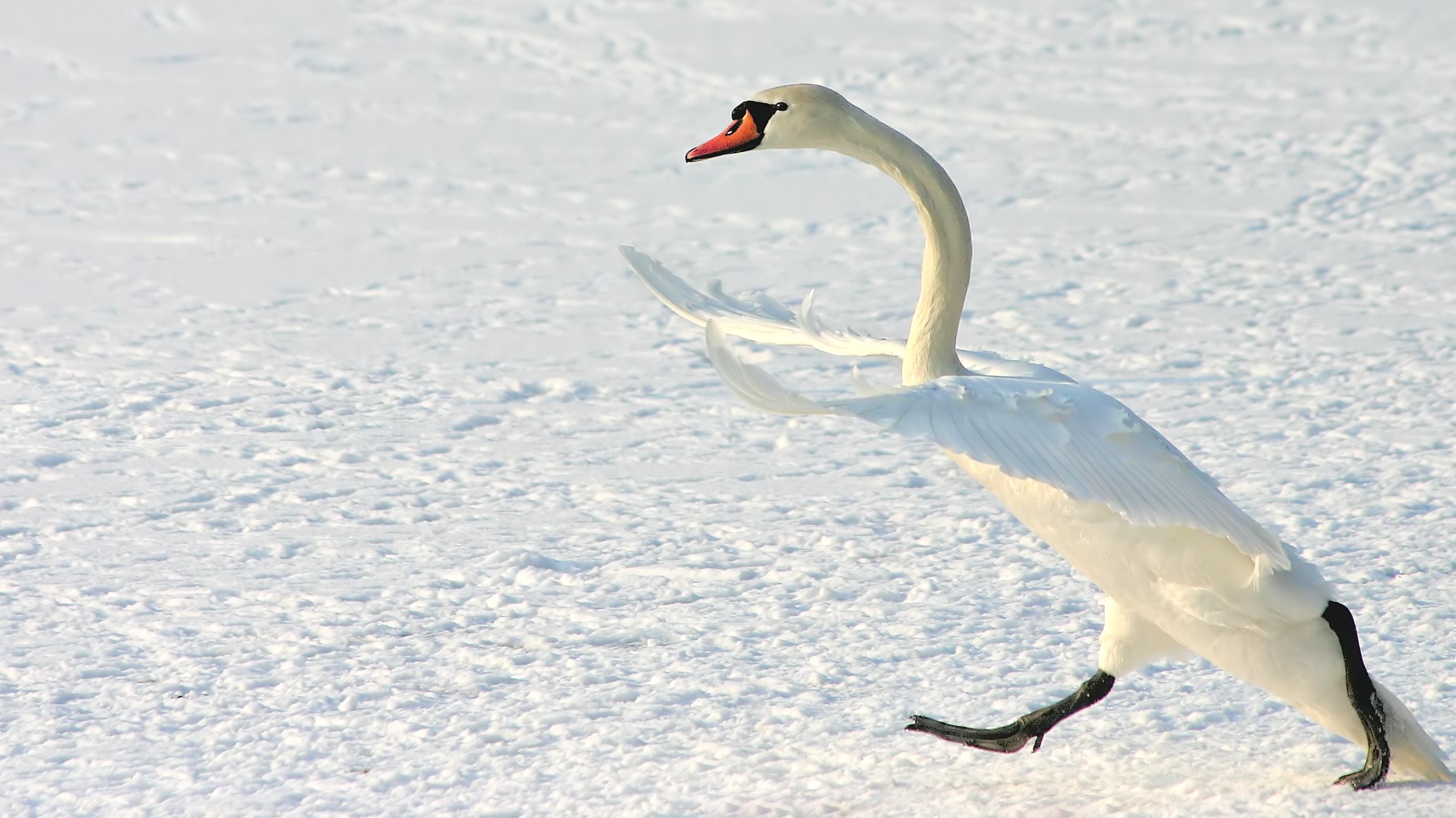 Monos chillones, pingüinos 'sin cabeza' y cebras plantadas en la cara se llevan los máximos honores en los Comedy Wildlife Awards 2023 11 Un cisne galopaba sobre el hielo con las alas extendidas.