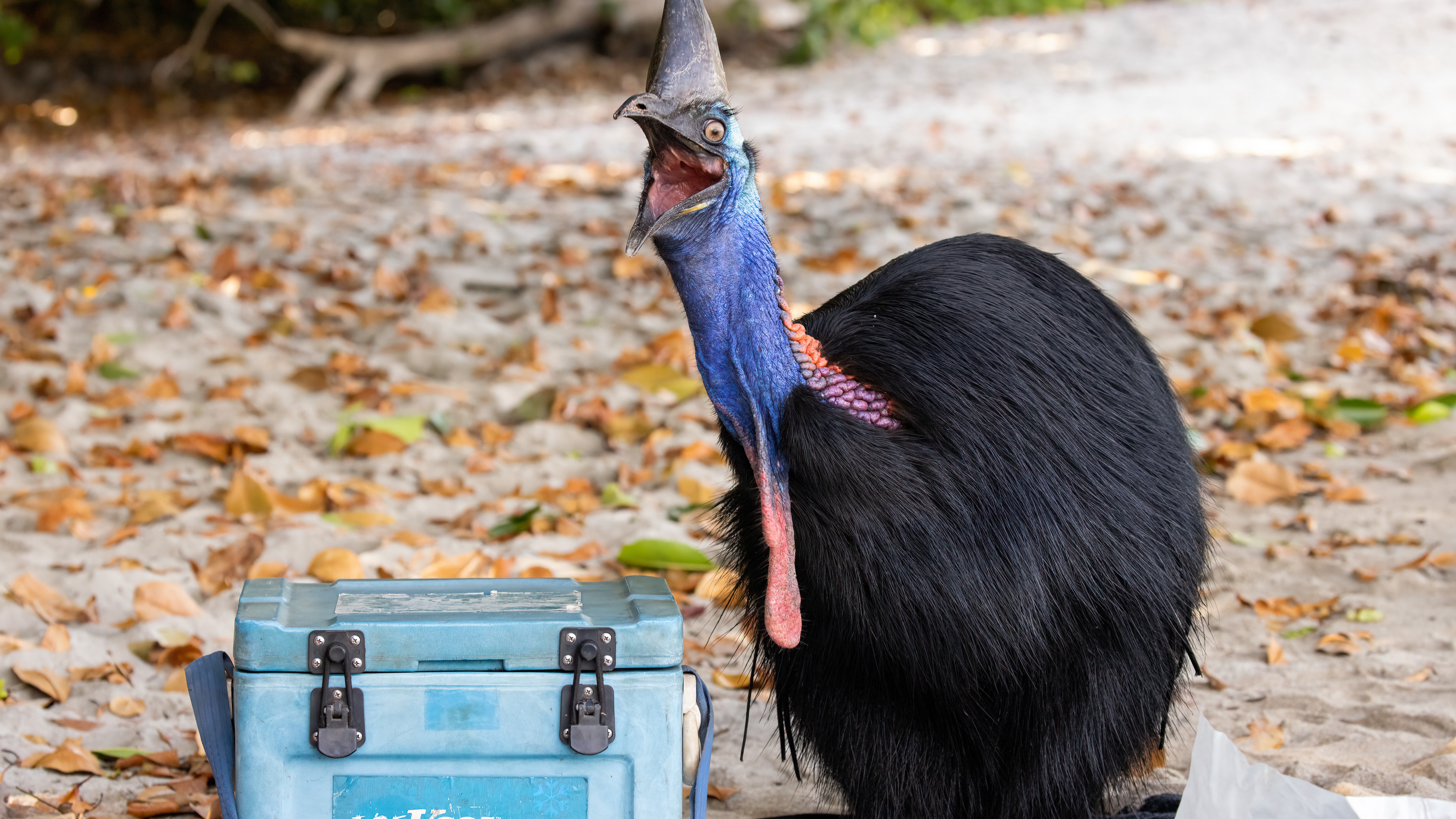Monos chillones, pingüinos 'sin cabeza' y cebras plantadas en la cara se llevan los máximos honores en los Comedy Wildlife Awards 2023 12 Un casuario de cabeza azul chillaba protectoramente junto a la hielera.