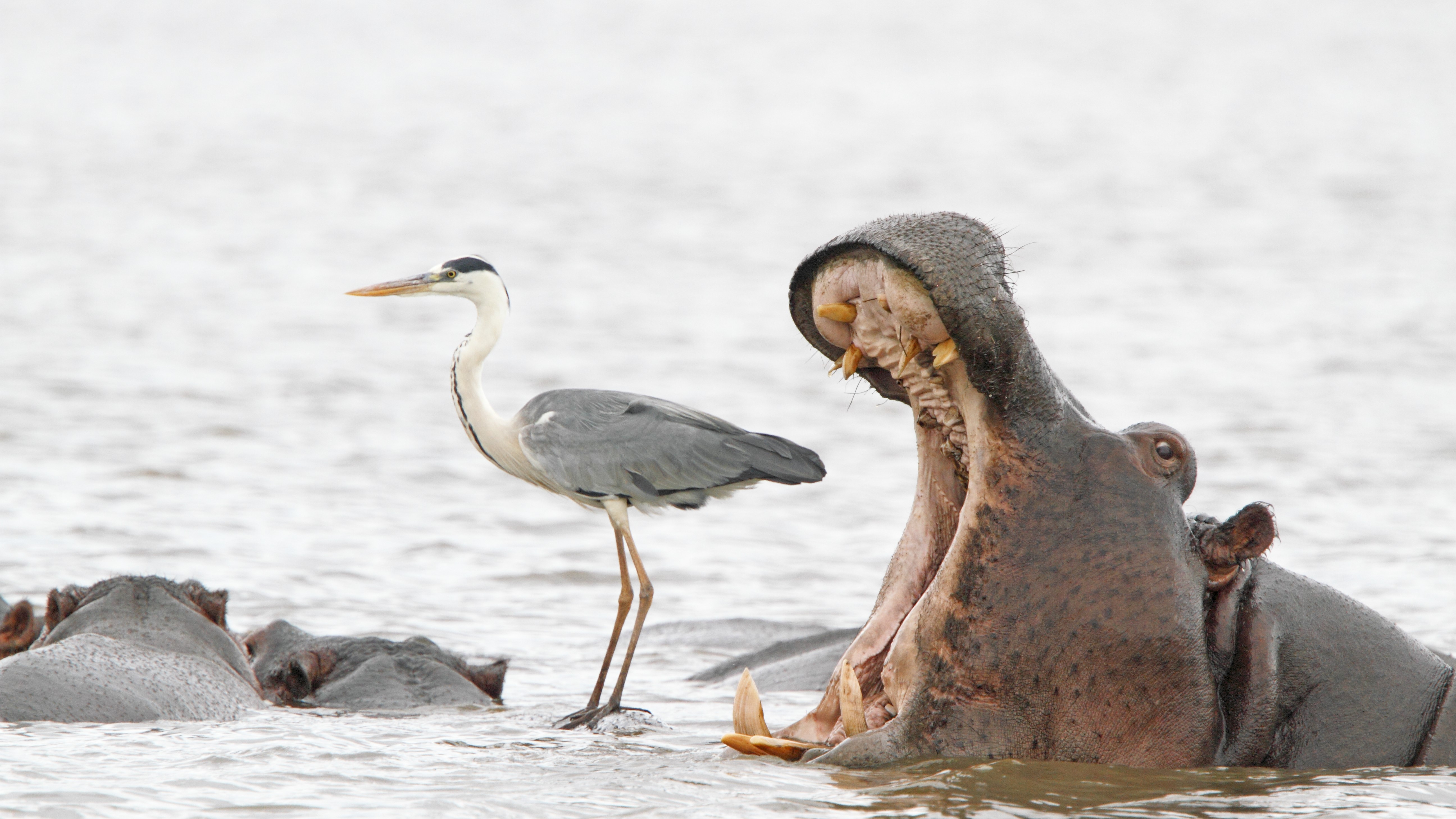 Monos chillones, pingüinos 'sin cabeza' y cebras plantadas en la cara se llevan los máximos honores en los Comedy Wildlife Awards 2023 14 Un hipopótamo que bosteza parece estar a punto de devorar a una garza posada en el lomo de otro hipopótamo.