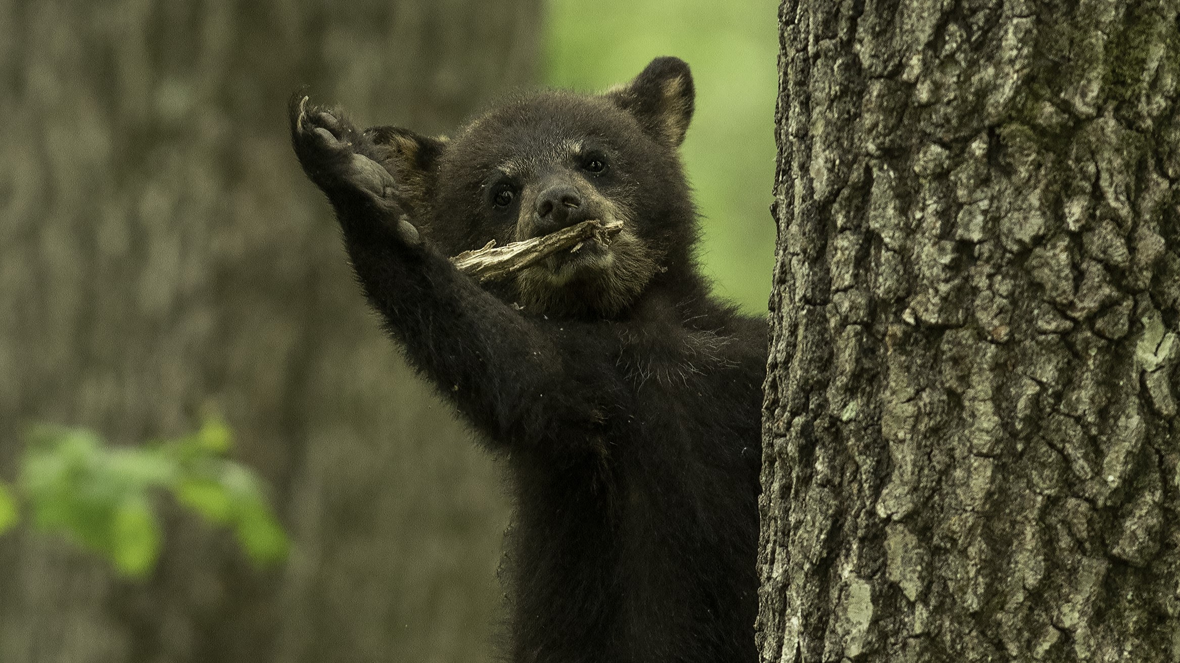 Monos chillones, pingüinos 'sin cabeza' y cebras plantadas en la cara se llevan los máximos honores en los Comedy Wildlife Awards 2023 16 Un cachorro de oso negro parece saludar desde detrás del tronco de un árbol.