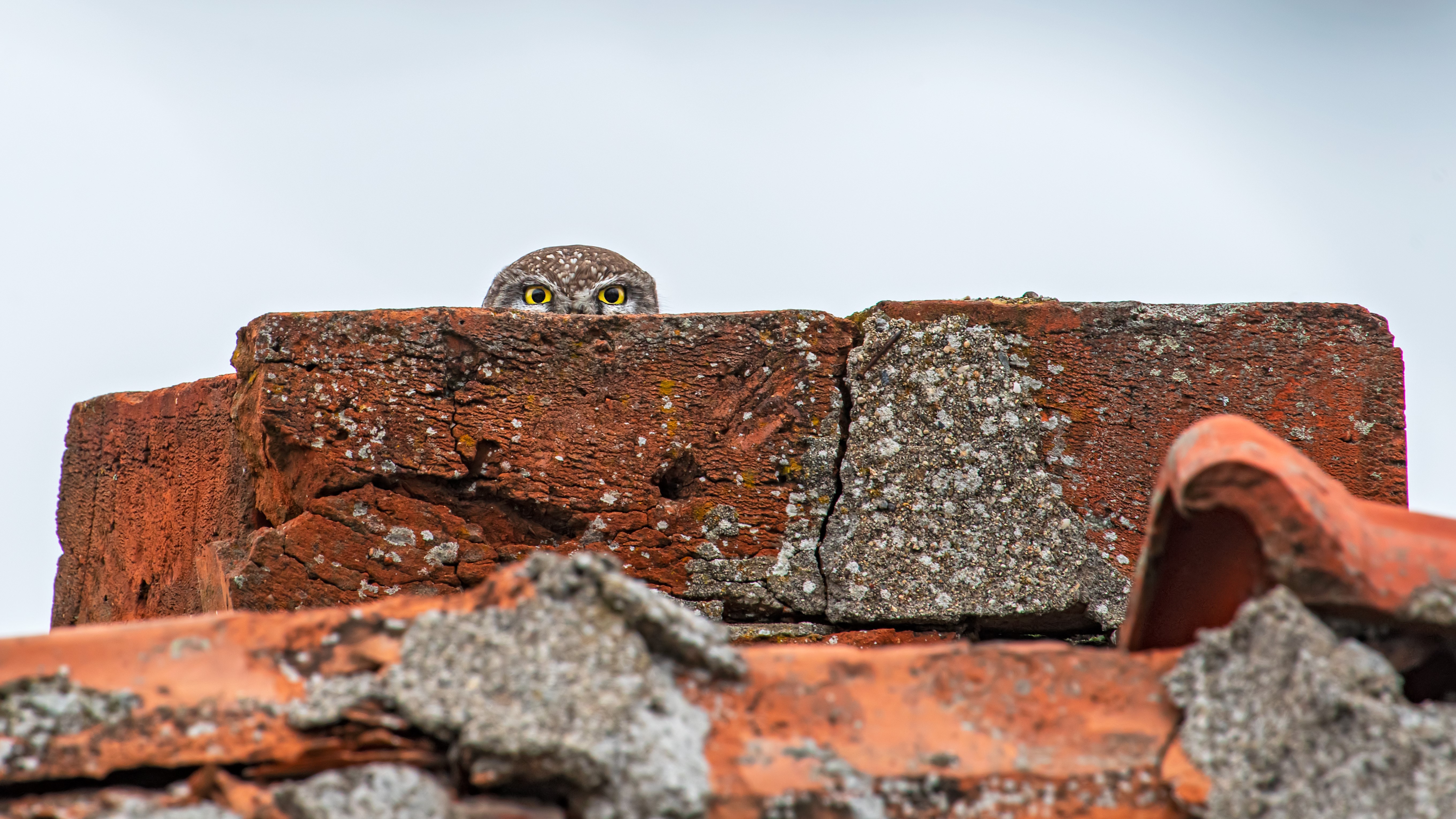Monos chillones, pingüinos 'sin cabeza' y cebras plantadas en la cara se llevan los máximos honores en los Comedy Wildlife Awards 2023 18 Un pequeño búho asoma la cabeza por una chimenea roja hecha jirones.