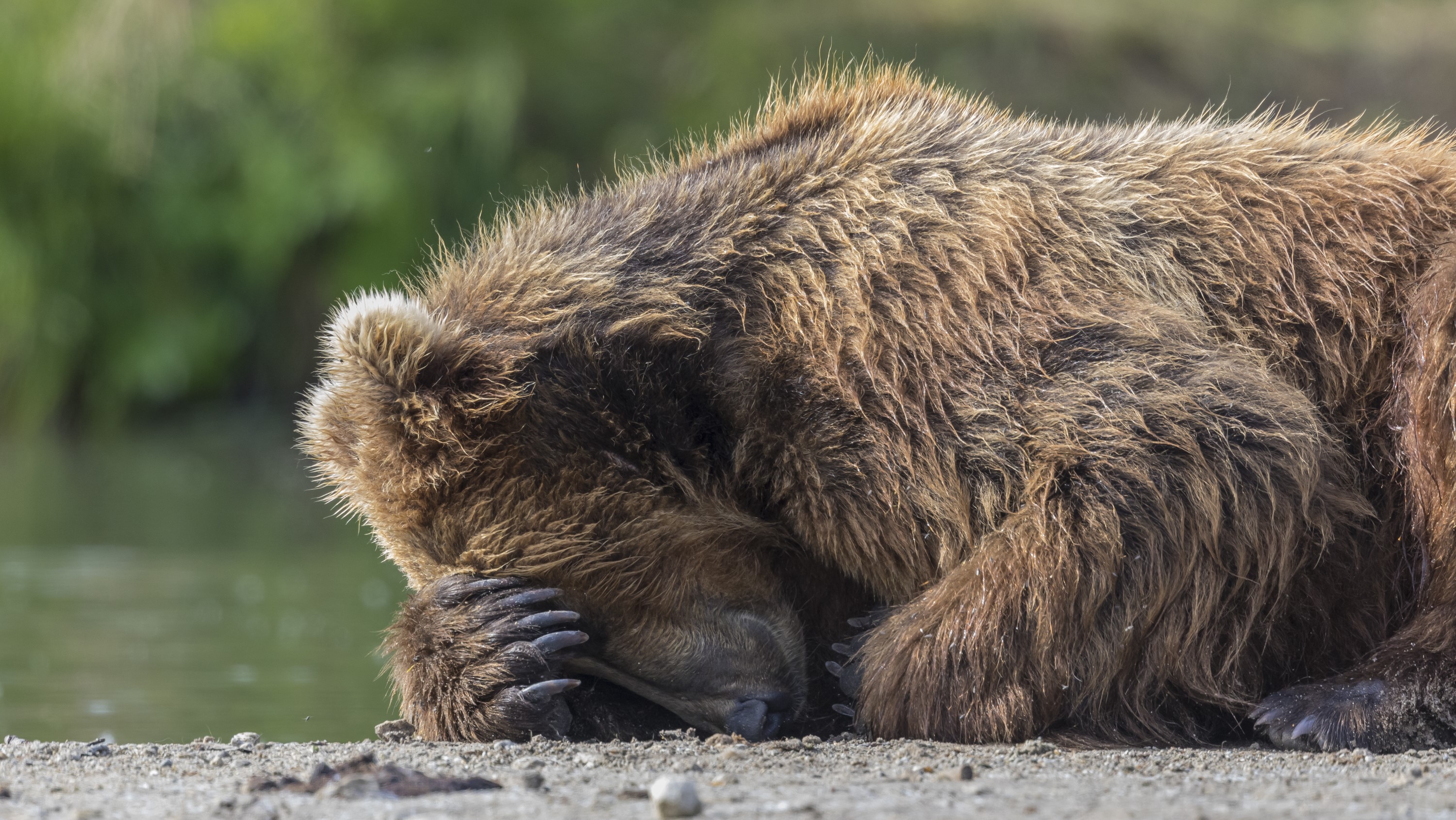 Monos chillones, pingüinos 'sin cabeza' y cebras plantadas en la cara se llevan los máximos honores en los Comedy Wildlife Awards 2023 24 El oso pardo (Ursus arctos beringianus) entierra su cara entre sus patas.