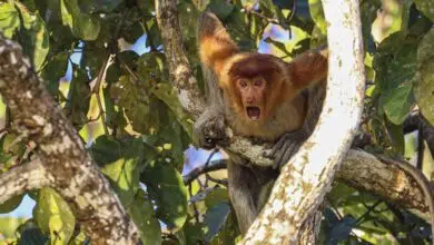 A young proboscis monkey (Nasalis larvatus) in Sukau, Borneo screams from a tree.