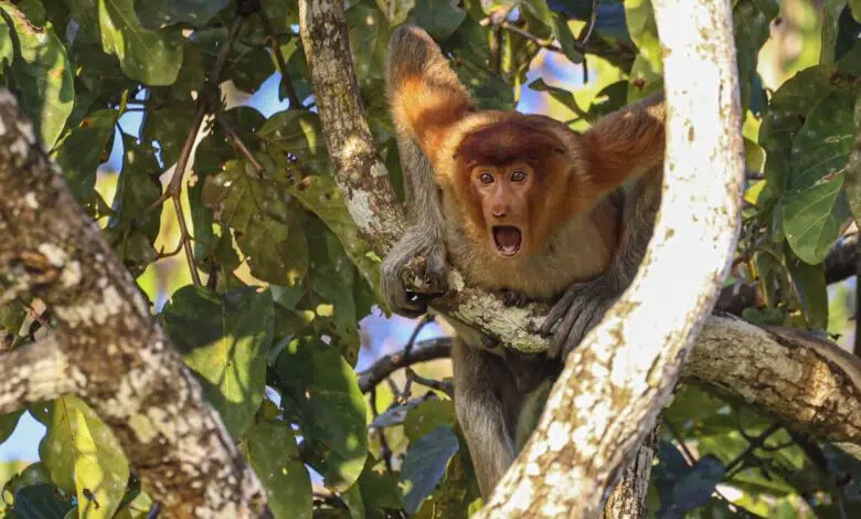 Monos chillones, pingüinos 'sin cabeza' y cebras plantadas en la cara se llevan los máximos honores en los Comedy Wildlife Awards 2023 1 A young proboscis monkey (Nasalis larvatus) in Sukau, Borneo screams from a tree.